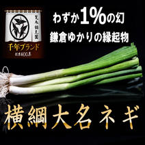 ねぎ（野菜）の産地直送商品一覧（通販・お取り寄せ）-産直アウル