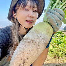 信州産(60)旬の大根もりもりセット 60サイズ箱に入るだけ(目安は本文を参照) 果物や野菜などのお取り寄せ宅配食材通販産地直送アウル