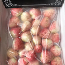 冷凍いちご（白いちご）500g 500g 果物や野菜などのお取り寄せ宅配食材通販産地直送アウル