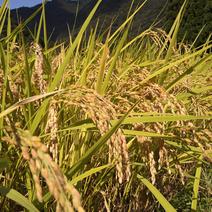 コシヒカリ　５kg 5kg 果物や野菜などのお取り寄せ宅配食材通販産地直送アウル