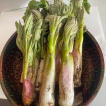 岩手県産　天然山ウド 500g 果物や野菜などのお取り寄せ宅配食材通販産地直送アウル