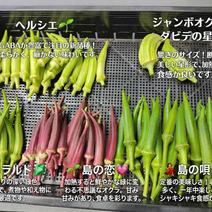 オクラの産地直送食材一覧（通販・お取り寄せ）-産直アウル