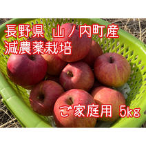 サンふじ（果物＞りんご）の産地直送商品一覧（通販・お取り寄せ