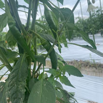 青唐辛子300g🌶 国産　淡路島からの辛い唐辛子 青唐辛子300g 果物や野菜などのお取り寄せ宅配食材通販産地直送アウル