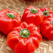 1名様限定！神楽南蛮【赤のみ】約1Kg 本日発送 1Kg 果物や野菜などのお取り寄せ宅配食材通販産地直送アウル