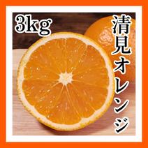 清見オレンジ　3kg(箱込み)＋補償分　ご家庭用　和歌山　有田市　産地直送 3kg(箱込み)＋補償分 果物や野菜などのお取り寄せ宅配食材通販産地直送アウル