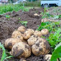【自然栽培】出島（デジマ）じゃがいも　5㎏（農薬・肥料不使用）馬鈴薯 5㎏ 果物や野菜などのお取り寄せ宅配食材通販産地直送アウル