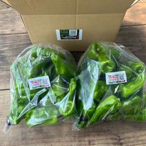 ☆有機JAS認証☆朝採れ新鮮！ピーマン1㎏ ピーマン1㎏ 果物や野菜などのお取り寄せ宅配食材通販産地直送アウル