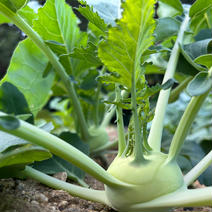 葉付きコールラビ　　8kgパック 8kg 果物や野菜などのお取り寄せ宅配食材通販産地直送アウル