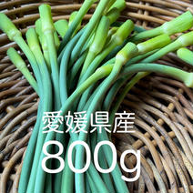 愛媛県産ニンニクの芽 800g 果物や野菜などのお取り寄せ宅配食材通販産地直送アウル