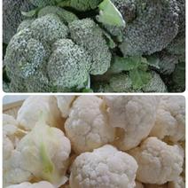 《熊本県産》ミニブロッコリー＆カットカリフラワーセット♪ 4kg 果物や野菜などのお取り寄せ宅配食材通販産地直送アウル