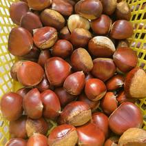 栗の産地直送食材一覧（通販・お取り寄せ）-産直アウル