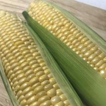 朝採りとうもろこし わくわくコーン ８〜１０本入り 果物や野菜などのお取り寄せ宅配食材通販産地直送アウル