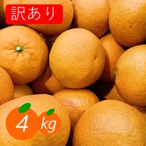 あまなつページ あまなつ・甘夏の産地直送商品一覧（通販・お取り寄せ）-産直アウル