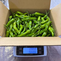 高知県産ししとう1Kg(A品) ししとうバラ詰め 果物や野菜などのお取り寄せ宅配食材通販産地直送アウル