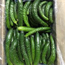訳あり 加工用ミニきゅうり約5kg 規格外 無選別 朝採り野菜 5kg 果物や野菜などのお取り寄せ宅配食材通販産地直送アウル