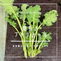 お試し🥬✨間引きプチヴェール🥬✨送料込 100〜200g 果物や野菜などのお取り寄せ宅配食材通販産地直送アウル