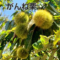 栗の産地直送食材一覧（通販・お取り寄せ）-産直アウル