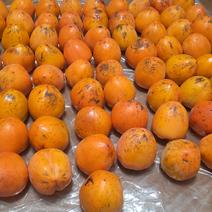 渋柿（果物＞柿）の産地直送商品一覧（通販・お取り寄せ）-産直アウル