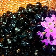 1年で1番美味しい今が旬 + 研究を重ね究極にこだわりぬいた自慢のしじみ＊完全砂抜き済み＊茨城県 涸沼湖産 活しじみ2㎏(1.0㎏×2ネット) 1.6㎏ 果物や野菜などのお取り寄せ宅配食材通販産地直送アウル