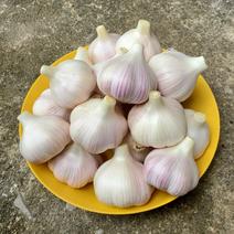 和歌山古座川産　生ニンニク1kg　農薬化学肥料不使用　新にんにく 1kg 果物や野菜などのお取り寄せ宅配食材通販産地直送アウル