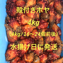 期間限定　季節物商品　絶品　殻付き生ホヤ　4kg（kg/4〜6個） 4kg 果物や野菜などのお取り寄せ宅配食材通販産地直送アウル
