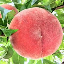 ＼朝採れ桃を即日出荷／あかつき 約3kg(7～13玉) 約3kg 果物や野菜などのお取り寄せ宅配食材通販産地直送アウル