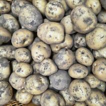 キタアカリの産地直送食材一覧（通販・お取り寄せ）-産直アウル