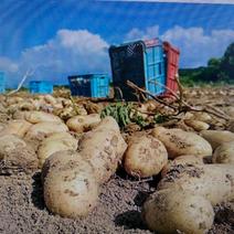 【北海道江差町産　メークイン】　　　沖縄・離島対応不可 ５キロ 果物や野菜などのお取り寄せ宅配食材通販産地直送アウル