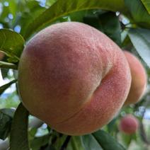 【あかつき】家庭用🍑3kg陽射しを浴びた果汁たっぷり桃 3kg 果物や野菜などのお取り寄せ宅配食材通販産地直送アウル