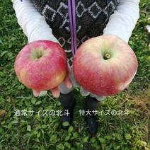 特大サイズの北斗、家庭用、おぐら農園イチオシの品種３キロ　6個～7個 ３キロ　6個～7個 果物や野菜などのお取り寄せ宅配食材通販産地直送アウル