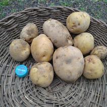 無農薬《じゃがいもキタアカリ》北海道、沖縄県の方 約3キロ 果物や野菜などのお取り寄せ宅配食材通販産地直送アウル