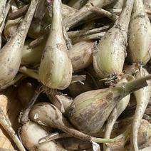 パリポリ食感がクセになる！泥付き生らっきょう～２Kg 500gパック×４個セット 果物や野菜などのお取り寄せ宅配食材通販産地直送アウル