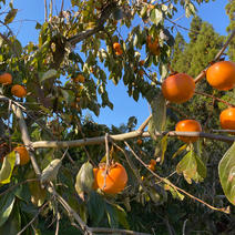 渋柿（果物＞柿）の産地直送商品一覧（通販・お取り寄せ）-産直アウル