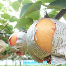 芳醇な香りの新高梨 程よい大きさ 約3kg 約3kg(程よいサイズ) 果物や野菜などのお取り寄せ宅配食材通販産地直送アウル