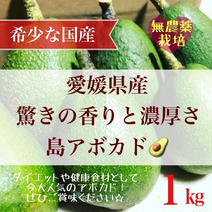 国産アボカド　愛媛県産　島育ち　約1kg 1kg 果物や野菜などのお取り寄せ宅配食材通販産地直送アウル