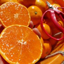 果物の産地直送商品一覧（通販・お取り寄せ）-産直アウル