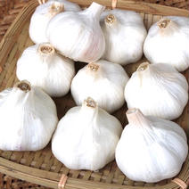 コロナ救済企画！にんにくL玉20個＋熊本県錦町産お野菜プレゼント L20個 果物や野菜などのお取り寄せ宅配食材通販産地直送アウル