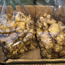【なべくら高原産】雪下キクイモ　4kg 4kg 果物や野菜などのお取り寄せ宅配食材通販産地直送アウル