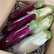 りんごあめなす　人気者セット　6個 白茄子　3個　ゼブラ茄子　3個 果物や野菜などのお取り寄せ宅配食材通販産地直送アウル