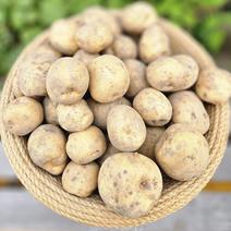 キタアカリ（野菜＞じゃがいも）の産地直送商品一覧（通販・お