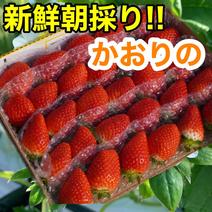 ★新鮮朝採り★かんちゃん農園の甘いいちご 箱込み700g以上 果物や野菜などのお取り寄せ宅配食材通販産地直送アウル