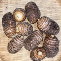 絹のような舌触り「絹ひかり」 1kg 果物や野菜などのお取り寄せ宅配食材通販産地直送アウル