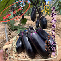 今が旬！なす京都府産（約5kg/24本入※大きめサイズ！）《贈答用・ご家庭用にも！》 京都茄子　約5kg 24本入 果物や野菜などのお取り寄せ宅配食材通販産地直送アウル