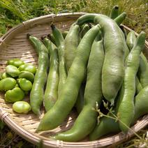 ソラマメ　農薬化学肥料不使用約2kg 約2kg 果物や野菜などのお取り寄せ宅配食材通販産地直送アウル