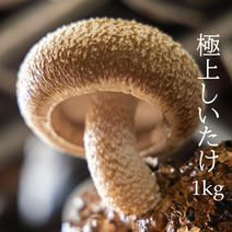 《当日収穫常温発送》駒形農産の肉厚生椎茸1㎏ 1㎏ 果物や野菜などのお取り寄せ宅配食材通販産地直送アウル