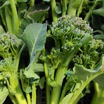 ブロッコリー（野菜）の産地直送商品一覧（通販・お取り寄せ）-産直アウル