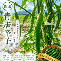 青唐辛子の産地直送食材一覧（通販・お取り寄せ）-産直アウル