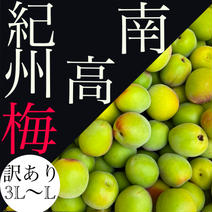 【訳あり　3LーL】黄色　南高梅5.0kg 5.0kg 果物や野菜などのお取り寄せ宅配食材通販産地直送アウル