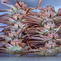 人気のオオズワイガニ🦀　オスメスセット各5杯 オス、メス各5杯 果物や野菜などのお取り寄せ宅配食材通販産地直送アウル